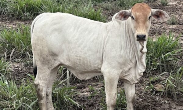 Preço do bezerro dispara quase 10% em 2026 e supera alta do boi gordo