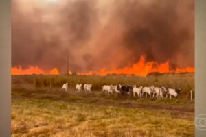 VÍDEO: gado foge de incêndio que atinge fazendas; fogo avança por áreas rurais de três estados