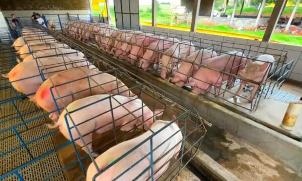 Preço do suíno cai para o 3º menor patamar da história em SP: 'sobreoferta e baixa demanda', analisa USP
