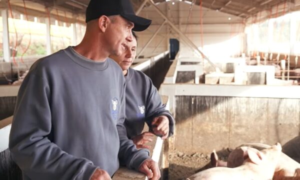 Casal começa do zero, constrói granja com as próprias mãos e hoje tem 4 galpões com milhares de suínos em SC
