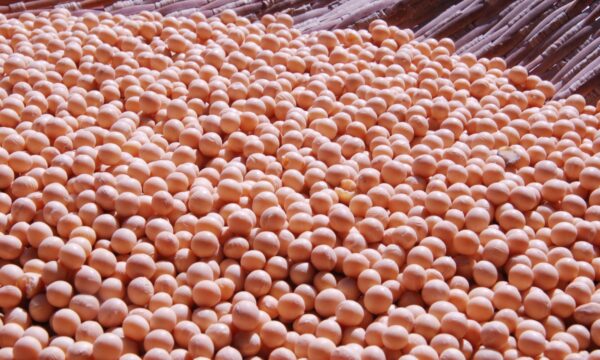 Recuo define o mercado de soja no fim desta semana; saiba os preços no Brasil