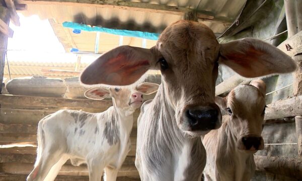 Vaca dá à luz bezerros trigêmeos e surpreende produtor no ES: 'Achei era só um bezerro grande'