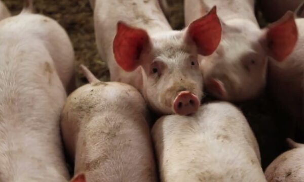 IBGE aponta queda de 1,7% no rebanho bovino em 2025 pelo 2º ano consecutivo